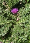 Einzelbild 1 Stängellose Kratzdistel - Cirsium acaule