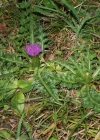 Einzelbild 2 Stängellose Kratzdistel - Cirsium acaule