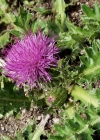 Einzelbild 4 Stängellose Kratzdistel - Cirsium acaule