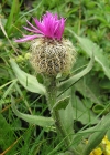 Einzelbild 1 Federige Flockenblume - Centaurea nervosa