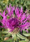 Einzelbild 2 Federige Flockenblume - Centaurea nervosa
