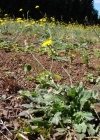 Einzelbild 3 Wiesen-Ferkelkraut - Hypochaeris radicata