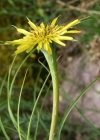 Einzelbild 1 Grosser Bocksbart - Tragopogon dubius