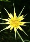 Einzelbild 2 Grosser Bocksbart - Tragopogon dubius