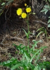 Einzelbild 2 Gewöhnliche Acker-Gänsedistel - Sonchus arvensis subsp. arvensis