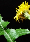 Einzelbild 1 Gewöhnliche Acker-Gänsedistel - Sonchus arvensis subsp. arvensis