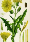 Einzelbild 4 Gewöhnliche Acker-Gänsedistel - Sonchus arvensis subsp. arvensis