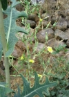 Einzelbild 3 Wilder Lattich - Lactuca serriola