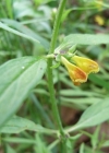 Einzelbild 2 Wald-Wachtelweizen - Melampyrum sylvaticum