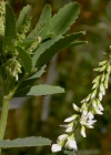 Einzelbild 4 Weisser Honigklee - Melilotus albus
