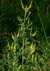 Einzelbild 3 Echter Honigklee - Melilotus officinalis