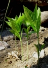 Einzelbild 3 Wald-Bingelkraut - Mercurialis perennis