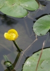Einzelbild 1 Grosse Teichrose - Nuphar lutea