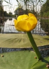 Einzelbild 3 Grosse Teichrose - Nuphar lutea