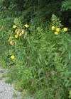 Einzelbild 3 Zweijährige Nachtkerze - Oenothera biennis aggr.