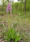Einzelbild 4 Helm-Knabenkraut - Orchis militaris