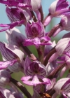 Einzelbild 1 Helm-Knabenkraut - Orchis militaris