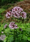 Einzelbild 3 Echter Dost - Origanum vulgare