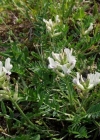 Einzelbild 2 Alpen-Spitzkiel - Oxytropis campestris