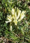 Einzelbild 3 Alpen-Spitzkiel - Oxytropis campestris