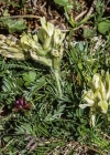 Einzelbild 4 Alpen-Spitzkiel - Oxytropis campestris