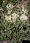 Einzelbild 1 Alpen-Spitzkiel - Oxytropis campestris