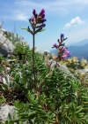 Einzelbild 4 Berg-Spitzkiel - Oxytropis jacquinii