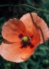 Einzelbild 4 Saat-Mohn - Papaver dubium
