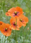 Einzelbild 1 Saat-Mohn - Papaver dubium