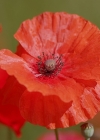 Einzelbild 1 Klatsch-Mohn - Papaver rhoeas
