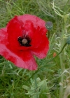 Einzelbild 4 Klatsch-Mohn - Papaver rhoeas