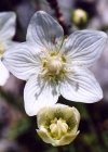 Einzelbild 3 Sumpf-Herzblatt - Parnassia palustris