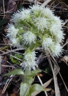 Einzelbild 2 Weisse Pestwurz - Petasites albus