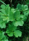 Einzelbild 3 Meisterwurz - Peucedanum ostruthium