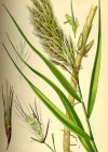 Einzelbild 4 Schilf - Phragmites australis