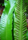 Einzelbild 3 Hirschzunge - Phyllitis scolopendrium