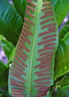 Einzelbild 4 Hirschzunge - Phyllitis scolopendrium