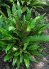 Einzelbild 1 Hirschzunge - Phyllitis scolopendrium