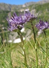 Einzelbild 2 Halbkugelige Rapunzel - Phyteuma hemisphaericum
