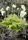 Einzelbild 4 Alpen-Fettblatt - Pinguicula alpina