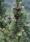 Einzelbild 2 Leg-Föhre - Pinus mugo subsp. mugo