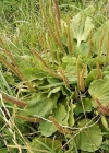 Einzelbild 2 Breit-Wegerich - Plantago major