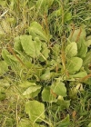 Einzelbild 3 Breit-Wegerich - Plantago major