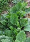 Einzelbild 4 Breit-Wegerich - Plantago major