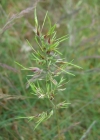 Einzelbild 3 Knolliges Rispengras - Poa bulbosa