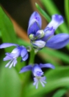 Einzelbild 2 Voralpen-Kreuzblume - Polygala alpestris