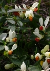 Einzelbild 1 Buchsblättrige Kreuzblume - Polygala chamaebuxus