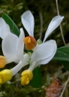 Einzelbild 3 Buchsblättrige Kreuzblume - Polygala chamaebuxus