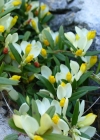 Einzelbild 4 Buchsblättrige Kreuzblume - Polygala chamaebuxus