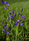 Einzelbild 3 Wiesen-Kreuzblume - Polygala vulgaris